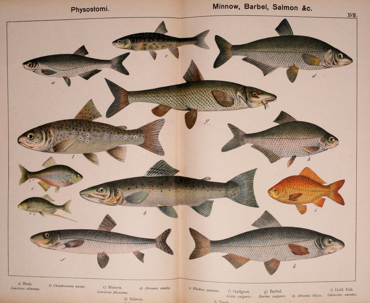 Two pages of illustrated fish of different shapes and sizes