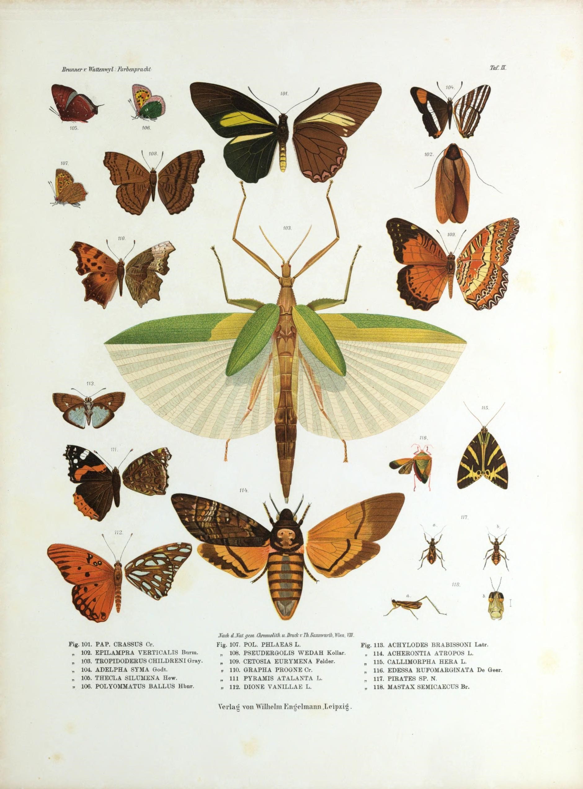 One page of illustrated insects of different sizes